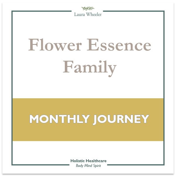 Flower Essence Family monthly journey Laura Wheeler